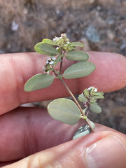 Euphorbia pediculifera