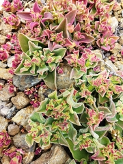 Mesembryanthemum crystallinum