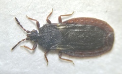 Aneurus avenius