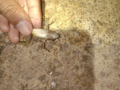 Indosylvirana nicobariensis