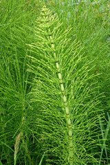 Equisetum telmateia telmateia