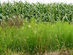 Equisetum telmateia telmateia