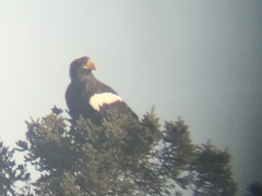 Haliaeetus pelagicus