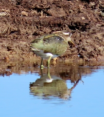 Rostratula benghalensis