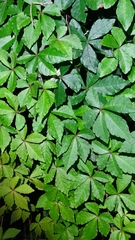 Tetrastigma obtectum