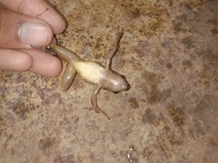 Indosylvirana nicobariensis