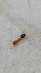 Trichomyrmex destructor