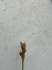 Carex longii