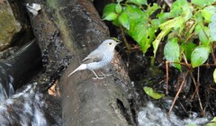 Phoenicurus fuliginosus