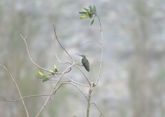 Elliotomyia chionogaster