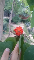 Broussonetia papyrifera