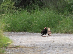 Caracara plancus cheriway
