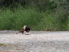 Caracara plancus cheriway