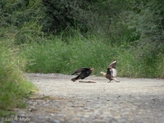 Caracara plancus cheriway