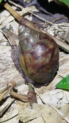 Lissachatina fulica