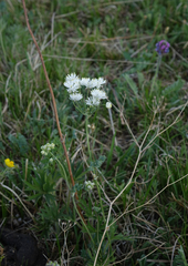 Thalictrum petaloideum
