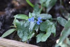 Commelina benghalensis