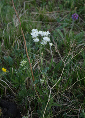 Thalictrum petaloideum