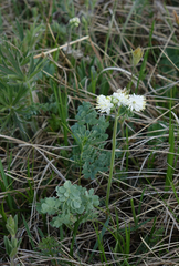 Thalictrum petaloideum