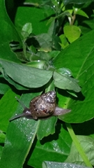 Lissachatina fulica