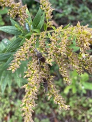 Leptoglossus phyllopus