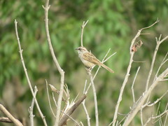 Rhynchospiza dabbenei