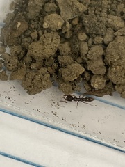 Stigmatomma pallipes