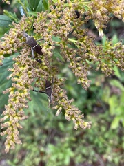 Leptoglossus phyllopus