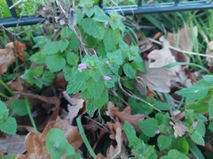 Lamium purpureum
