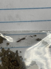 Stigmatomma pallipes