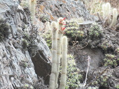 Cleistocactus hyalacanthus