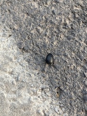 Coleoptera