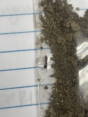 Stigmatomma pallipes