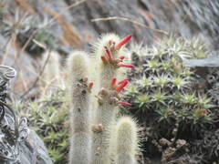 Cleistocactus hyalacanthus