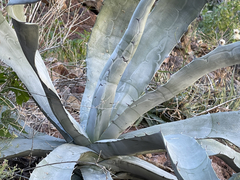 Agave sobria