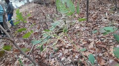 Arnoglossum atriplicifolium
