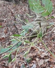 Arnoglossum atriplicifolium