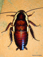 Drymaplaneta semivitta