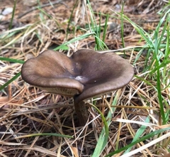 Melanoleuca melaleuca