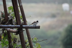 Pycnonotus xanthorrhous