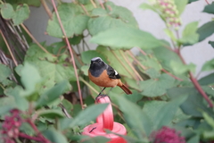 Phoenicurus auroreus