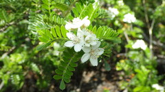 Osteomeles anthyllidifolia