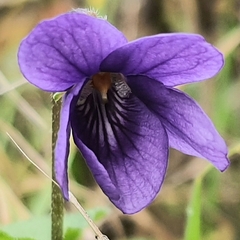 Viola