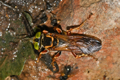 Tachytes distinctus