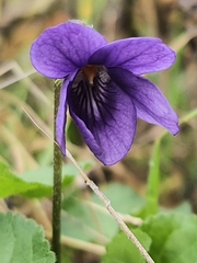 Viola