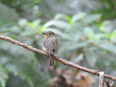 Cyornis whitei