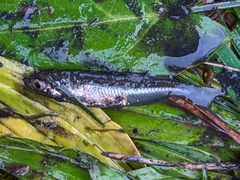 Leucaspius delineatus