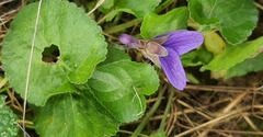 Viola