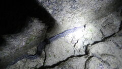 Gymnothorax pictus