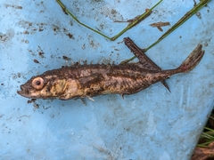 Pungitius pungitius